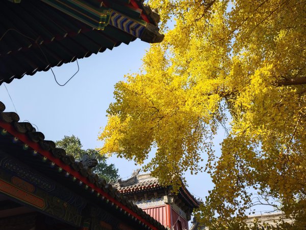 东兴证券 北京石景山承恩寺百年银杏进入最佳观赏期